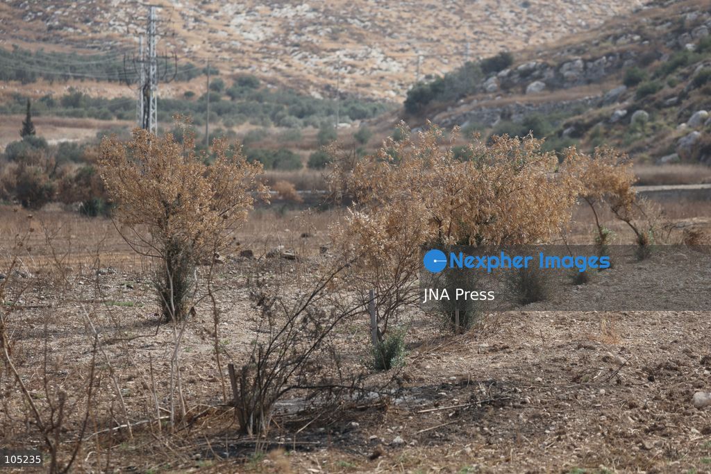 IDHNA, WEST BANK, PALESTINE, OCTOBER 13, 2026: Israeli soldiers and settlers prevent Palestinians and activists from harvesting olives in Idhna, west of Hebron, in the occupied West Bank. Israeli forces order the harvesters and activists to leave the area. Photo by Mosab Shawer / JNA Press. (Photo by Mosab shawer/JNA Press via Nexpher Images)