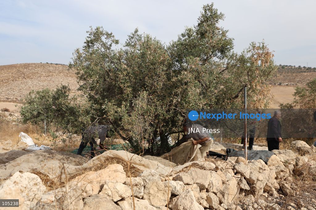 IDHNA, WEST BANK, PALESTINE, OCTOBER 13, 2026: Israeli soldiers and settlers prevent Palestinians and activists from harvesting olives in Idhna, west of Hebron, in the occupied West Bank. Israeli forces order the harvesters and activists to leave the area. Photo by Mosab Shawer / JNA Press. (Photo by Mosab shawer/JNA Press via Nexpher Images)