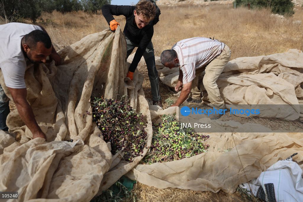 IDHNA, WEST BANK, PALESTINE, OCTOBER 13, 2026: Israeli soldiers and settlers prevent Palestinians and activists from harvesting olives in Idhna, west of Hebron, in the occupied West Bank. Israeli forces order the harvesters and activists to leave the area. Photo by Mosab Shawer / JNA Press. (Photo by Mosab shawer/JNA Press via Nexpher Images)