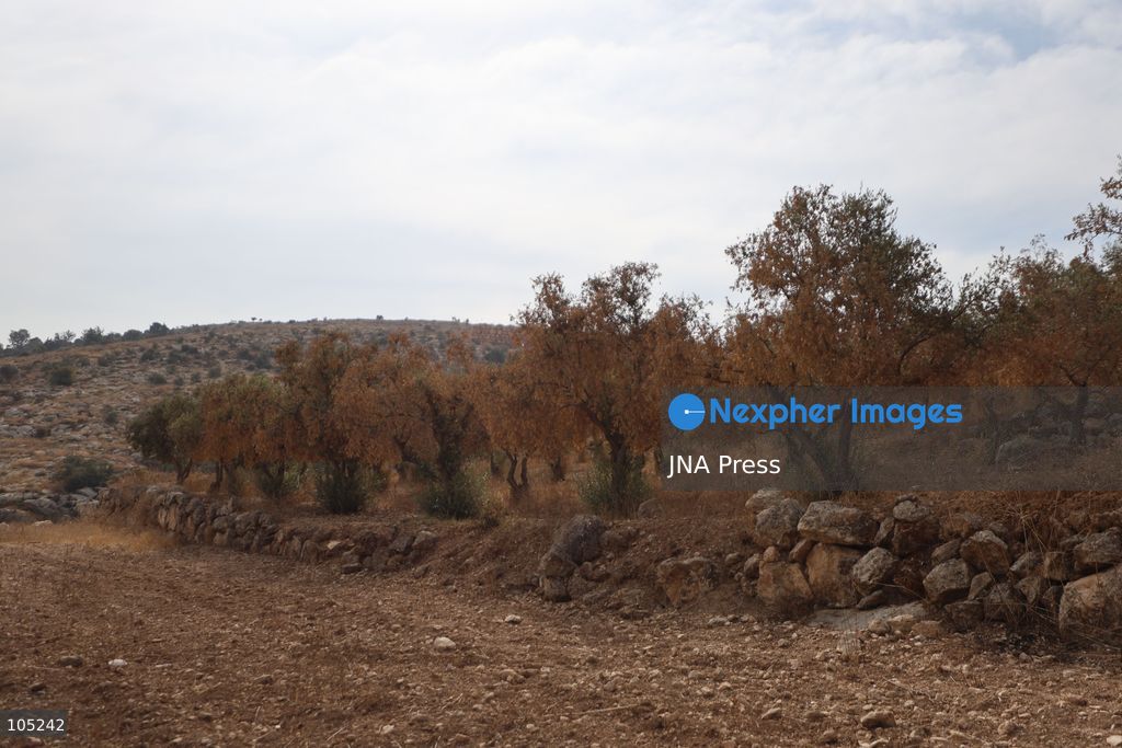 IDHNA, WEST BANK, PALESTINE, OCTOBER 13, 2026: Israeli soldiers and settlers prevent Palestinians and activists from harvesting olives in Idhna, west of Hebron, in the occupied West Bank. Israeli forces order the harvesters and activists to leave the area. Photo by Mosab Shawer / JNA Press. (Photo by Mosab shawer/JNA Press via Nexpher Images)