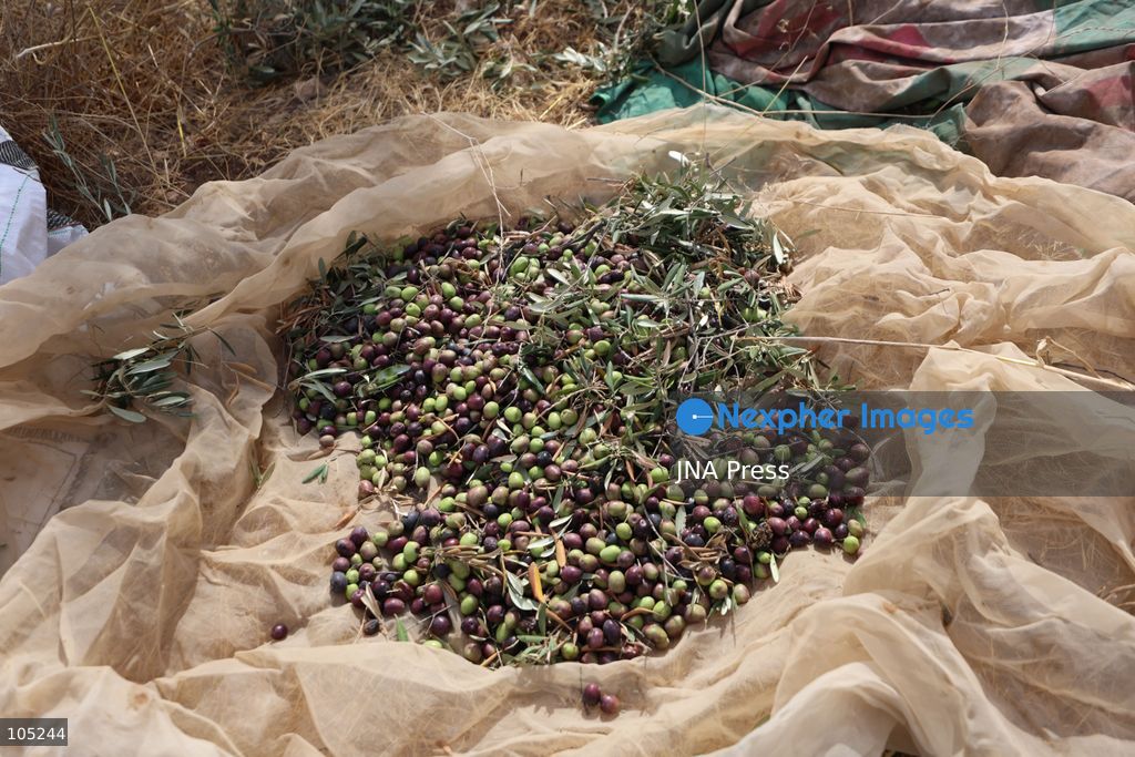 IDHNA, WEST BANK, PALESTINE, OCTOBER 13, 2026: Israeli soldiers and settlers prevent Palestinians and activists from harvesting olives in Idhna, west of Hebron, in the occupied West Bank. Israeli forces order the harvesters and activists to leave the area. Photo by Mosab Shawer / JNA Press. (Photo by Mosab shawer/JNA Press via Nexpher Images)