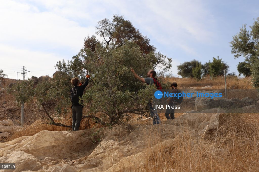 IDHNA, WEST BANK, PALESTINE, OCTOBER 13, 2026: Israeli soldiers and settlers prevent Palestinians and activists from harvesting olives in Idhna, west of Hebron, in the occupied West Bank. Israeli forces order the harvesters and activists to leave the area. Photo by Mosab Shawer / JNA Press. (Photo by Mosab shawer/JNA Press via Nexpher Images)