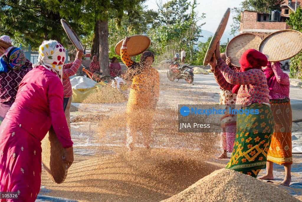LALITPUR, NEPAL, OCTOBER 13, 2026: Farmers dry newly harvested paddy in the sun and clean the grains using traditional methods in Lalitpur, in the Kathmandu Valley. Photo by Ambir Tolang / JNA Press. (Photo by Ambir Tolang/JNA Press via Nexpher Images)