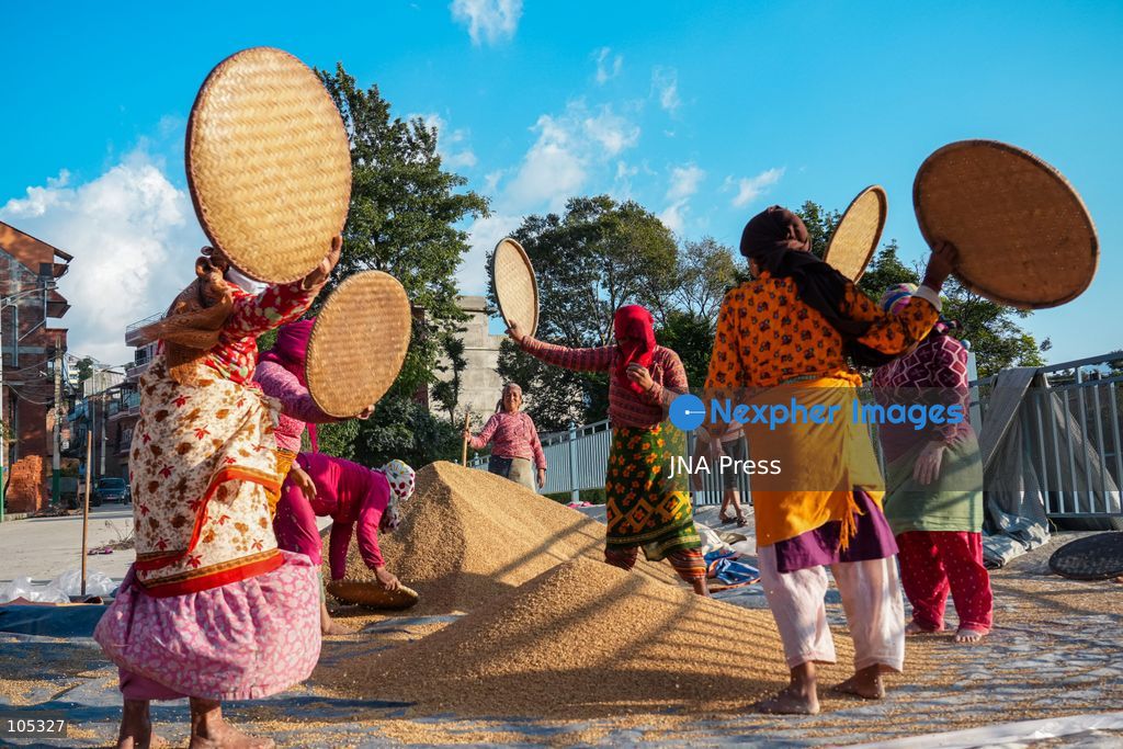 LALITPUR, NEPAL, OCTOBER 13, 2026: Farmers dry newly harvested paddy in the sun and clean the grains using traditional methods in Lalitpur, in the Kathmandu Valley. Photo by Ambir Tolang / JNA Press. (Photo by Ambir Tolang/JNA Press via Nexpher Images)