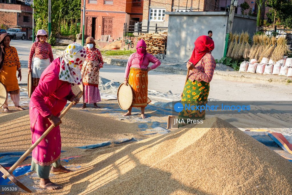 LALITPUR, NEPAL, OCTOBER 13, 2026: Farmers dry newly harvested paddy in the sun and clean the grains using traditional methods in Lalitpur, in the Kathmandu Valley. Photo by Ambir Tolang / JNA Press. (Photo by Ambir Tolang/JNA Press via Nexpher Images)