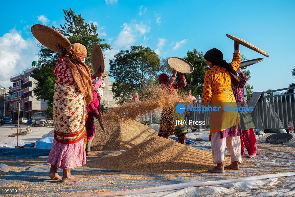 LALITPUR, NEPAL, OCTOBER 13, 2026: Farmers dry newly harvested paddy in the sun and clean the grains using traditional methods in Lalitpur, in the Kathmandu Valley. Photo by Ambir Tolang / JNA Press. (Photo by Ambir Tolang/JNA Press via Nexpher Images)