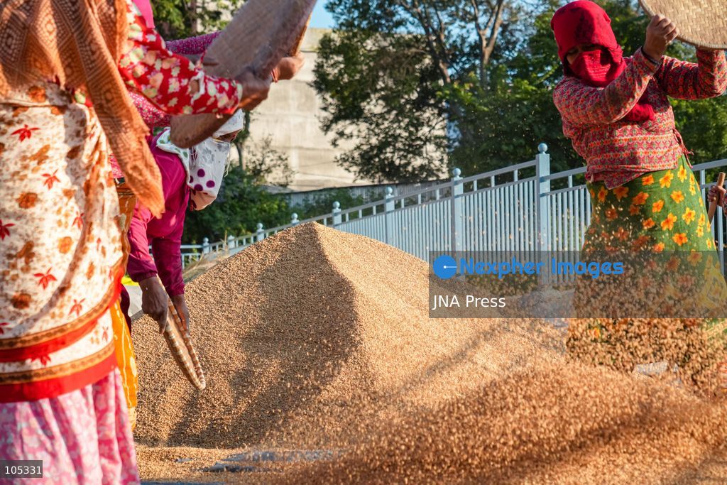 LALITPUR, NEPAL, OCTOBER 13, 2026: Farmers dry newly harvested paddy in the sun and clean the grains using traditional methods in Lalitpur, in the Kathmandu Valley. Photo by Ambir Tolang / JNA Press. (Photo by Ambir Tolang/JNA Press via Nexpher Images)