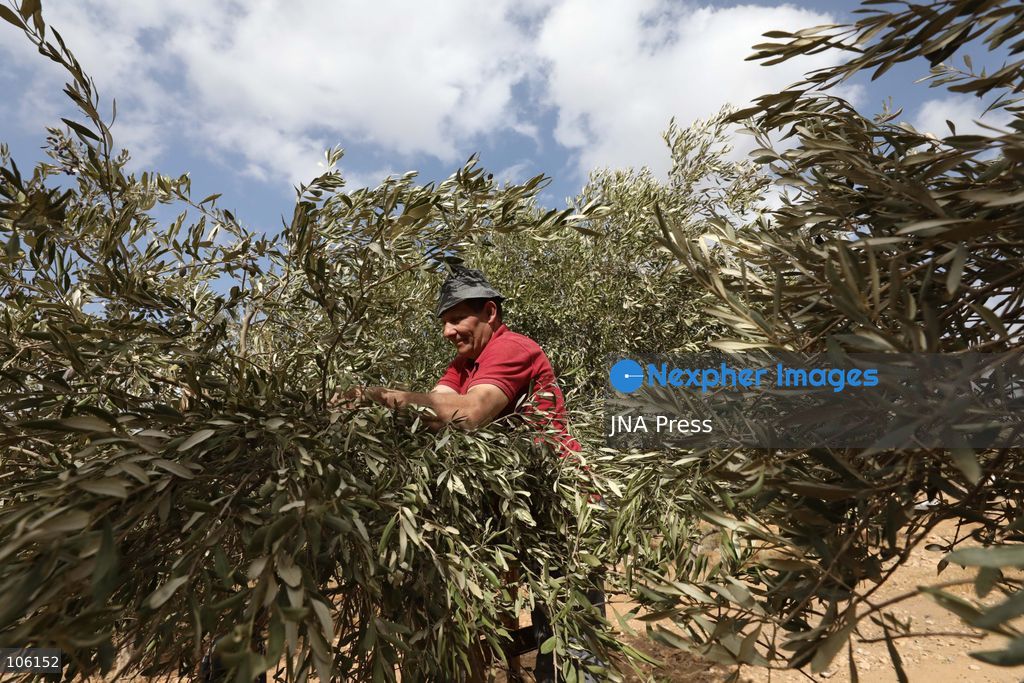 NABLUS, WEST BANK, PALESTINE, OCTOBER 15, 2026: Palestinian farmers harvest olives during the annual olive-picking season in Nablus, in the occupied West Bank. Photo by Nedal Shtieh / JNA Press. (Photo by Nedal Shtieh/JNA Press via Nexpher Images)