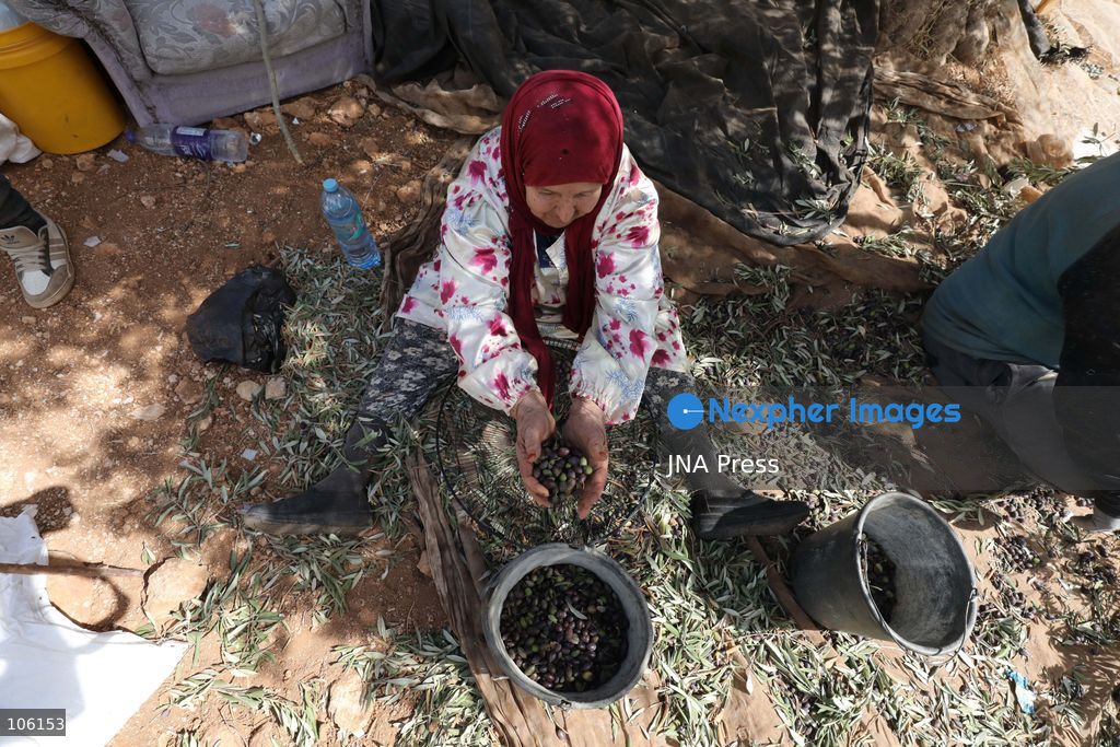 NABLUS, WEST BANK, PALESTINE, OCTOBER 15, 2026: Palestinian farmers harvest olives during the annual olive-picking season in Nablus, in the occupied West Bank. Photo by Nedal Shtieh / JNA Press. (Photo by Nedal Shtieh/JNA Press via Nexpher Images)