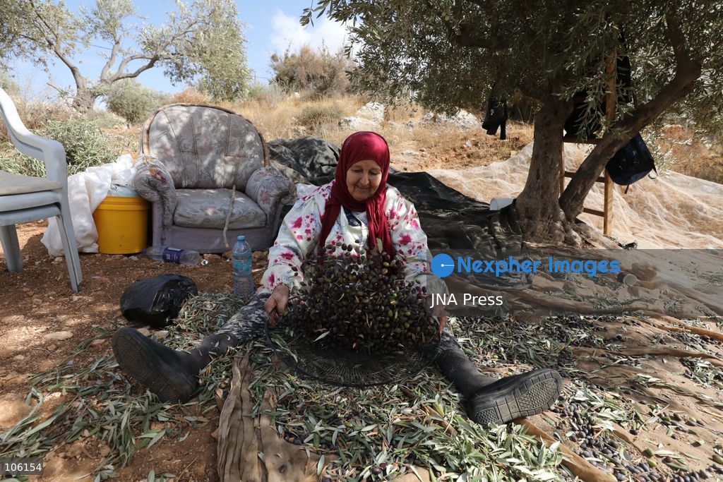 NABLUS, WEST BANK, PALESTINE, OCTOBER 15, 2026: Palestinian farmers harvest olives during the annual olive-picking season in Nablus, in the occupied West Bank. Photo by Nedal Shtieh / JNA Press. (Photo by Nedal Shtieh/JNA Press via Nexpher Images)