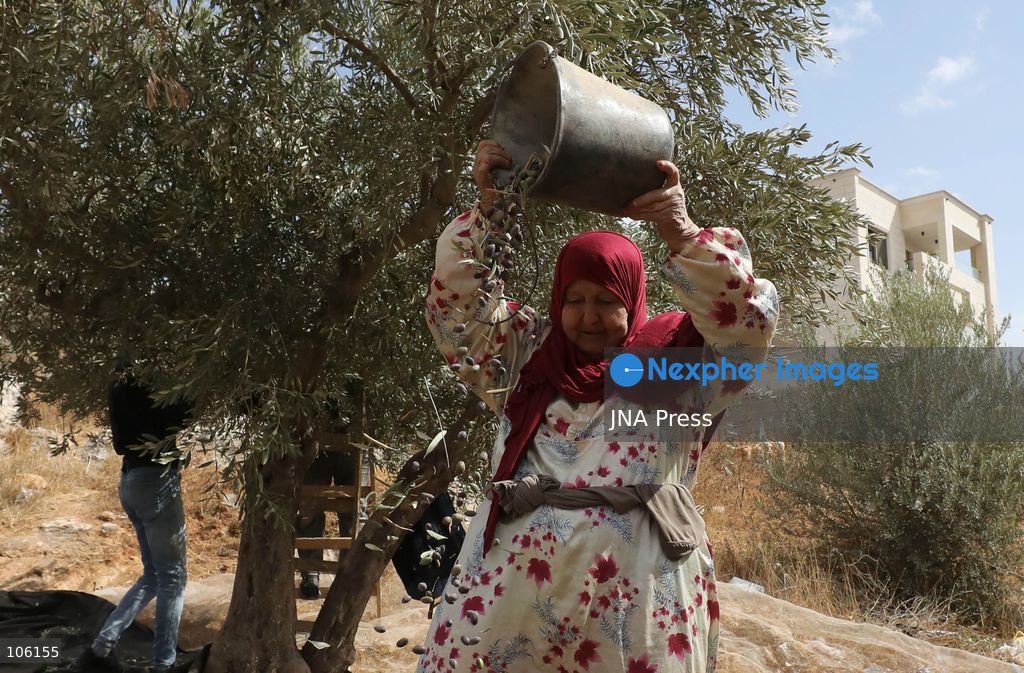 NABLUS, WEST BANK, PALESTINE, OCTOBER 15, 2026: Palestinian farmers harvest olives during the annual olive-picking season in Nablus, in the occupied West Bank. Photo by Nedal Shtieh / JNA Press. (Photo by Nedal Shtieh/JNA Press via Nexpher Images)
