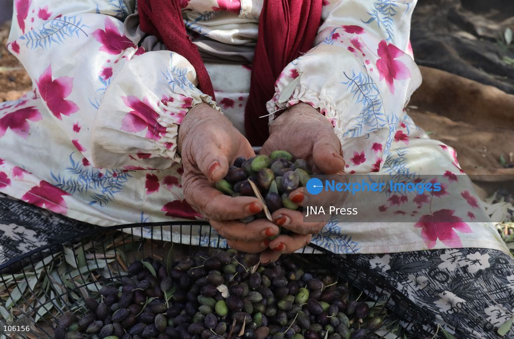 NABLUS, WEST BANK, PALESTINE, OCTOBER 15, 2026: Palestinian farmers harvest olives during the annual olive-picking season in Nablus, in the occupied West Bank. Photo by Nedal Shtieh / JNA Press. (Photo by Nedal Shtieh/JNA Press via Nexpher Images)
