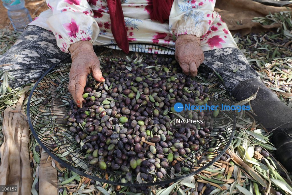 NABLUS, WEST BANK, PALESTINE, OCTOBER 15, 2026: Palestinian farmers harvest olives during the annual olive-picking season in Nablus, in the occupied West Bank. Photo by Nedal Shtieh / JNA Press. (Photo by Nedal Shtieh/JNA Press via Nexpher Images)