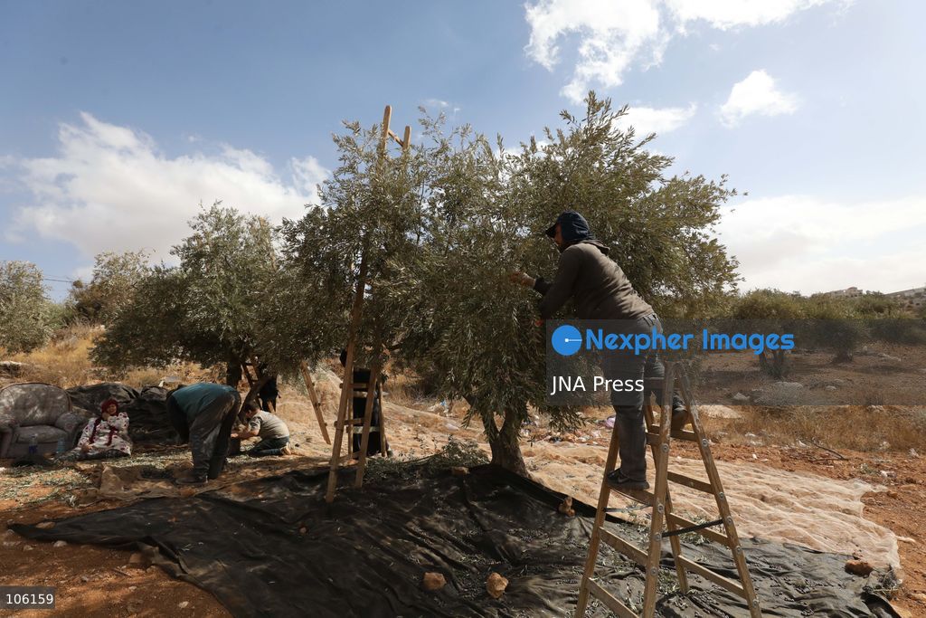 NABLUS, WEST BANK, PALESTINE, OCTOBER 15, 2026: Palestinian farmers harvest olives during the annual olive-picking season in Nablus, in the occupied West Bank. Photo by Nedal Shtieh / JNA Press. (Photo by Nedal Shtieh/JNA Press via Nexpher Images)
