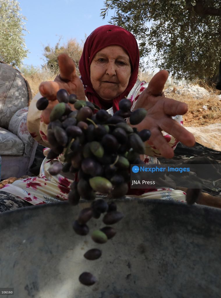 NABLUS, WEST BANK, PALESTINE, OCTOBER 15, 2026: Palestinian farmers harvest olives during the annual olive-picking season in Nablus, in the occupied West Bank. Photo by Nedal Shtieh / JNA Press. (Photo by Nedal Shtieh/JNA Press via Nexpher Images)