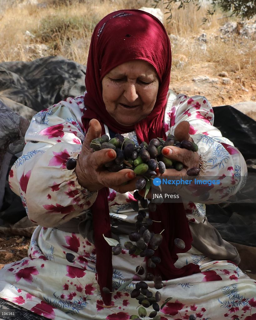 NABLUS, WEST BANK, PALESTINE, OCTOBER 15, 2026: Palestinian farmers harvest olives during the annual olive-picking season in Nablus, in the occupied West Bank. Photo by Nedal Shtieh / JNA Press. (Photo by Nedal Shtieh/JNA Press via Nexpher Images)
