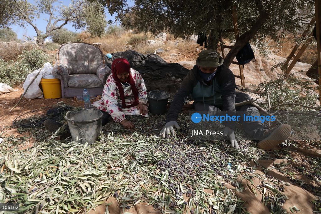 NABLUS, WEST BANK, PALESTINE, OCTOBER 15, 2026: Palestinian farmers harvest olives during the annual olive-picking season in Nablus, in the occupied West Bank. Photo by Nedal Shtieh / JNA Press. (Photo by Nedal Shtieh/JNA Press via Nexpher Images)