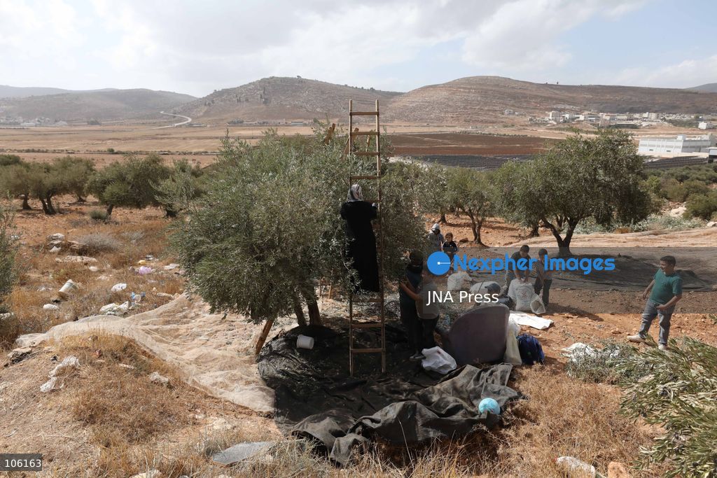 NABLUS, WEST BANK, PALESTINE, OCTOBER 15, 2026: Palestinian farmers harvest olives during the annual olive-picking season in Nablus, in the occupied West Bank. Photo by Nedal Shtieh / JNA Press. (Photo by Nedal Shtieh/JNA Press via Nexpher Images)
