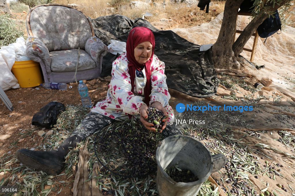 NABLUS, WEST BANK, PALESTINE, OCTOBER 15, 2026: Palestinian farmers harvest olives during the annual olive-picking season in Nablus, in the occupied West Bank. Photo by Nedal Shtieh / JNA Press. (Photo by Nedal Shtieh/JNA Press via Nexpher Images)