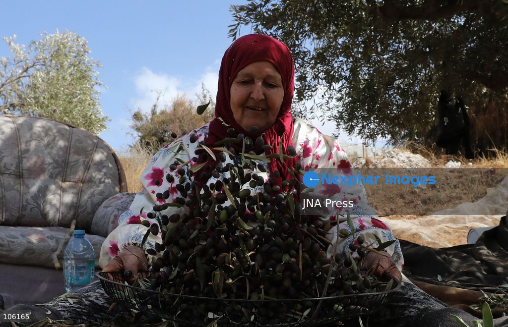 NABLUS, WEST BANK, PALESTINE, OCTOBER 15, 2026: Palestinian farmers harvest olives during the annual olive-picking season in Nablus, in the occupied West Bank. Photo by Nedal Shtieh / JNA Press. (Photo by Nedal Shtieh/JNA Press via Nexpher Images)