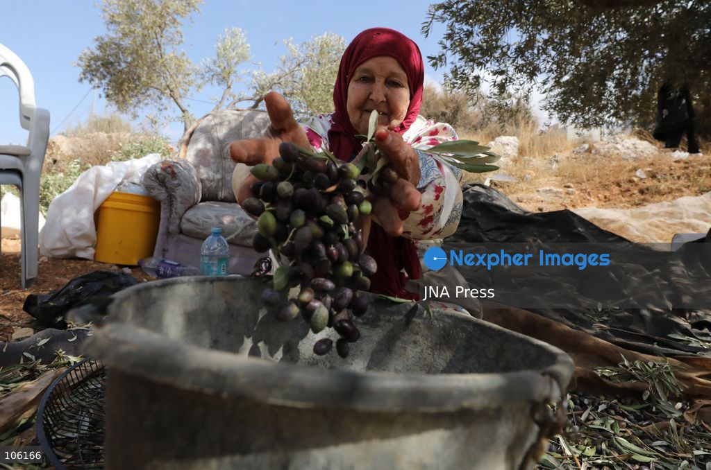 NABLUS, WEST BANK, PALESTINE, OCTOBER 15, 2026: Palestinian farmers harvest olives during the annual olive-picking season in Nablus, in the occupied West Bank. Photo by Nedal Shtieh / JNA Press. (Photo by Nedal Shtieh/JNA Press via Nexpher Images)