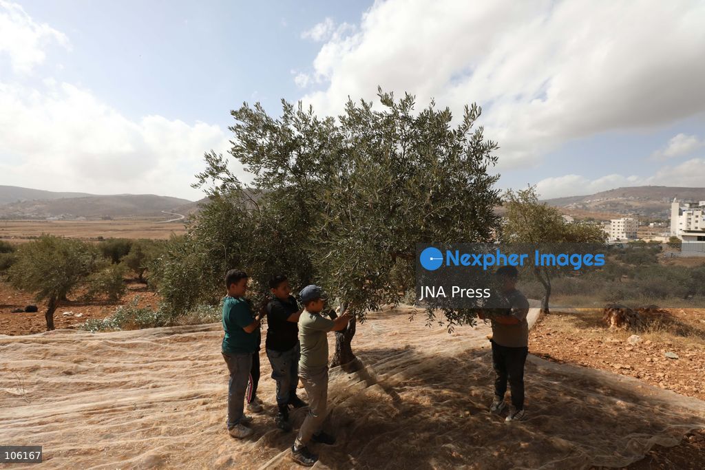 NABLUS, WEST BANK, PALESTINE, OCTOBER 15, 2026: Palestinian farmers harvest olives during the annual olive-picking season in Nablus, in the occupied West Bank. Photo by Nedal Shtieh / JNA Press. (Photo by Nedal Shtieh/JNA Press via Nexpher Images)