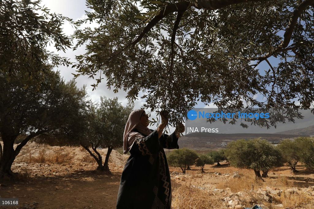NABLUS, WEST BANK, PALESTINE, OCTOBER 15, 2026: Palestinian farmers harvest olives during the annual olive-picking season in Nablus, in the occupied West Bank. Photo by Nedal Shtieh / JNA Press. (Photo by Nedal Shtieh/JNA Press via Nexpher Images)