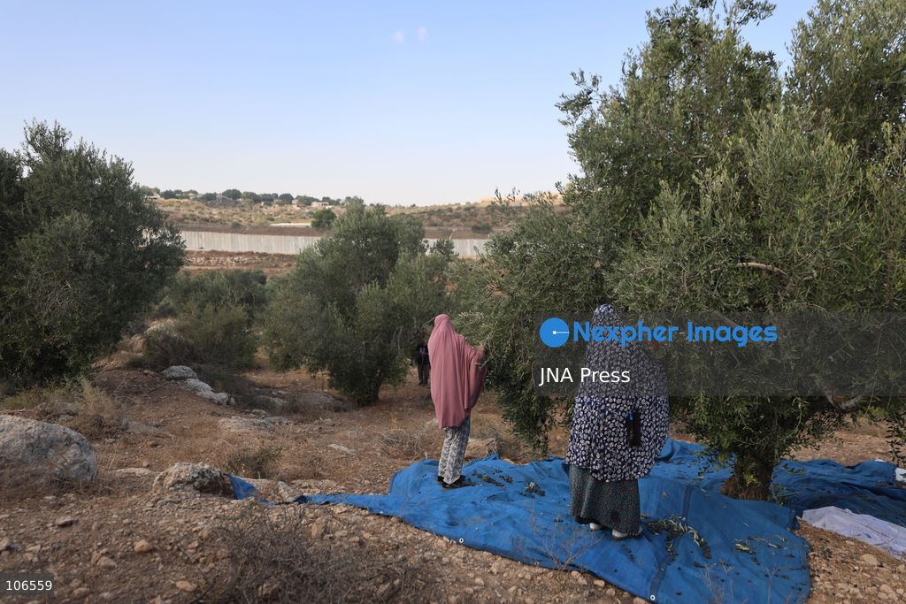 BEIT AWWA, PALESTINE, OCTOBER 15, 2026: Palestinian farmers harvest olives near the Israeli-built separation wall in Beit Awwa, southwest of Hebron in the occupied West Bank, during the annual olive harvest season. Photo by Mosab Shawer / JNA Press. (Photo by Mosab shawer/JNA Press via Nexpher Images)