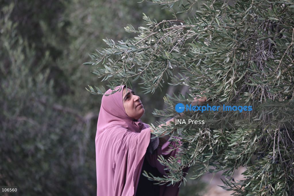 BEIT AWWA, PALESTINE, OCTOBER 15, 2026: Palestinian farmers harvest olives near the Israeli-built separation wall in Beit Awwa, southwest of Hebron in the occupied West Bank, during the annual olive harvest season. Photo by Mosab Shawer / JNA Press. (Photo by Mosab shawer/JNA Press via Nexpher Images)
