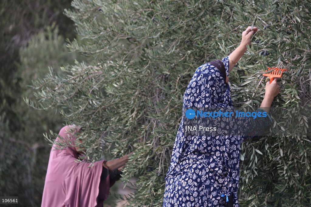 BEIT AWWA, PALESTINE, OCTOBER 15, 2026: Palestinian farmers harvest olives near the Israeli-built separation wall in Beit Awwa, southwest of Hebron in the occupied West Bank, during the annual olive harvest season. Photo by Mosab Shawer / JNA Press. (Photo by Mosab shawer/JNA Press via Nexpher Images)