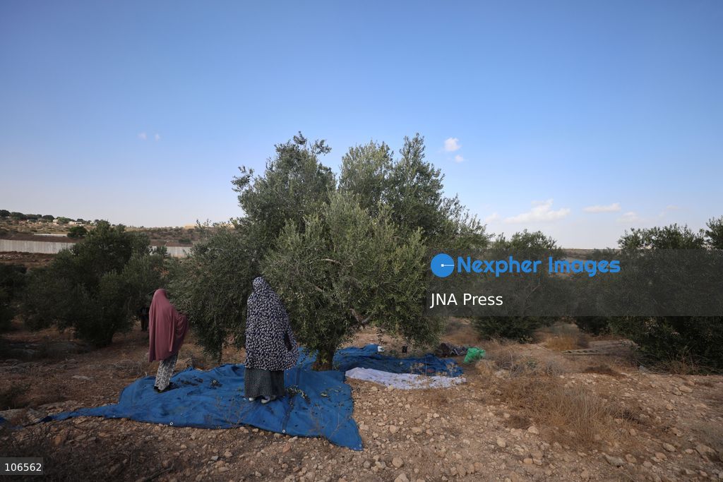 BEIT AWWA, PALESTINE, OCTOBER 15, 2026: Palestinian farmers harvest olives near the Israeli-built separation wall in Beit Awwa, southwest of Hebron in the occupied West Bank, during the annual olive harvest season. Photo by Mosab Shawer / JNA Press. (Photo by Mosab shawer/JNA Press via Nexpher Images)