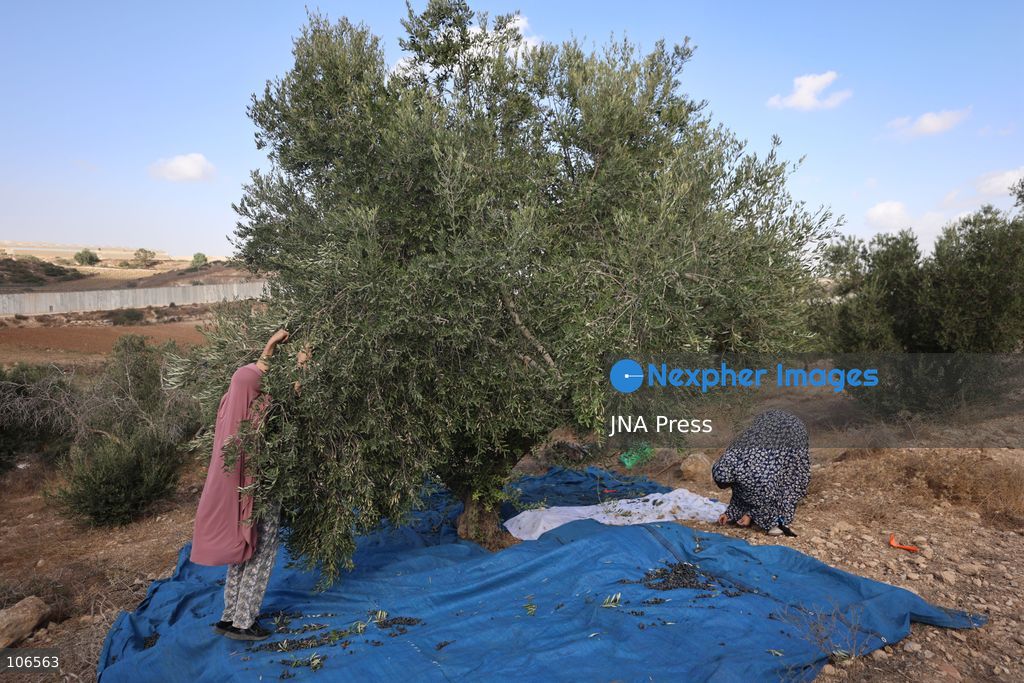 BEIT AWWA, PALESTINE, OCTOBER 15, 2026: Palestinian farmers harvest olives near the Israeli-built separation wall in Beit Awwa, southwest of Hebron in the occupied West Bank, during the annual olive harvest season. Photo by Mosab Shawer / JNA Press. (Photo by Mosab shawer/JNA Press via Nexpher Images)