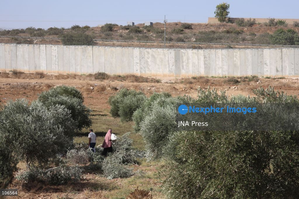 BEIT AWWA, PALESTINE, OCTOBER 15, 2026: Palestinian farmers harvest olives near the Israeli-built separation wall in Beit Awwa, southwest of Hebron in the occupied West Bank, during the annual olive harvest season. Photo by Mosab Shawer / JNA Press. (Photo by Mosab shawer/JNA Press via Nexpher Images)