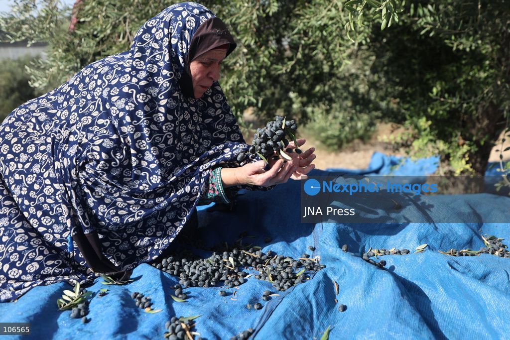 BEIT AWWA, PALESTINE, OCTOBER 15, 2026: Palestinian farmers harvest olives near the Israeli-built separation wall in Beit Awwa, southwest of Hebron in the occupied West Bank, during the annual olive harvest season. Photo by Mosab Shawer / JNA Press. (Photo by Mosab shawer/JNA Press via Nexpher Images)