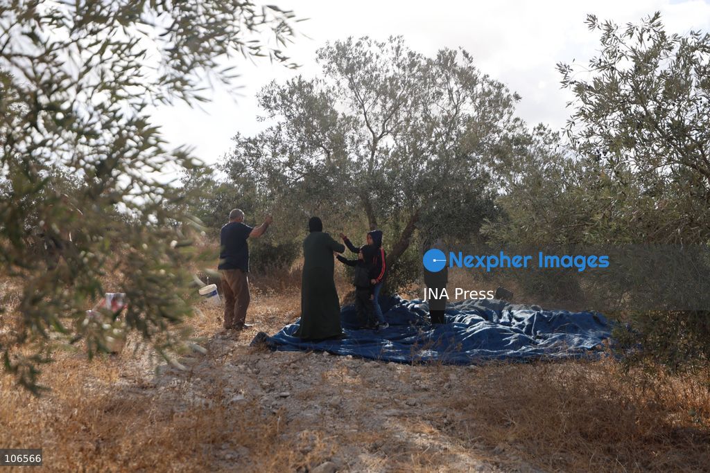 BEIT AWWA, PALESTINE, OCTOBER 15, 2026: Palestinian farmers harvest olives near the Israeli-built separation wall in Beit Awwa, southwest of Hebron in the occupied West Bank, during the annual olive harvest season. Photo by Mosab Shawer / JNA Press. (Photo by Mosab shawer/JNA Press via Nexpher Images)