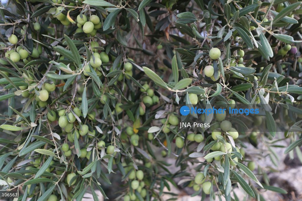 BEIT AWWA, PALESTINE, OCTOBER 15, 2026: Palestinian farmers harvest olives near the Israeli-built separation wall in Beit Awwa, southwest of Hebron in the occupied West Bank, during the annual olive harvest season. Photo by Mosab Shawer / JNA Press. (Photo by Mosab shawer/JNA Press via Nexpher Images)