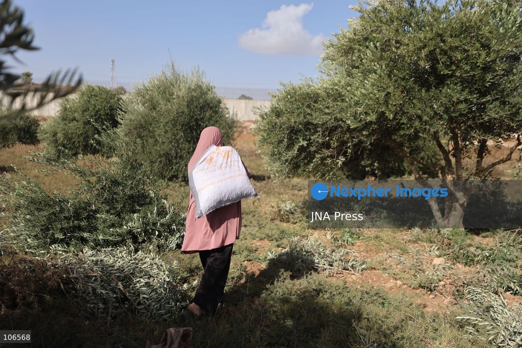 BEIT AWWA, PALESTINE, OCTOBER 15, 2026: Palestinian farmers harvest olives near the Israeli-built separation wall in Beit Awwa, southwest of Hebron in the occupied West Bank, during the annual olive harvest season. Photo by Mosab Shawer / JNA Press. (Photo by Mosab shawer/JNA Press via Nexpher Images)