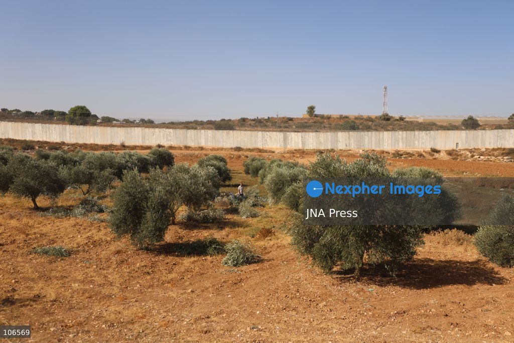 BEIT AWWA, PALESTINE, OCTOBER 15, 2026: Palestinian farmers harvest olives near the Israeli-built separation wall in Beit Awwa, southwest of Hebron in the occupied West Bank, during the annual olive harvest season. Photo by Mosab Shawer / JNA Press. (Photo by Mosab shawer/JNA Press via Nexpher Images)