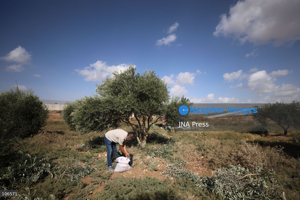 BEIT AWWA, PALESTINE, OCTOBER 15, 2026: Palestinian farmers harvest olives near the Israeli-built separation wall in Beit Awwa, southwest of Hebron in the occupied West Bank, during the annual olive harvest season. Photo by Mosab Shawer / JNA Press. (Photo by Mosab shawer/JNA Press via Nexpher Images)