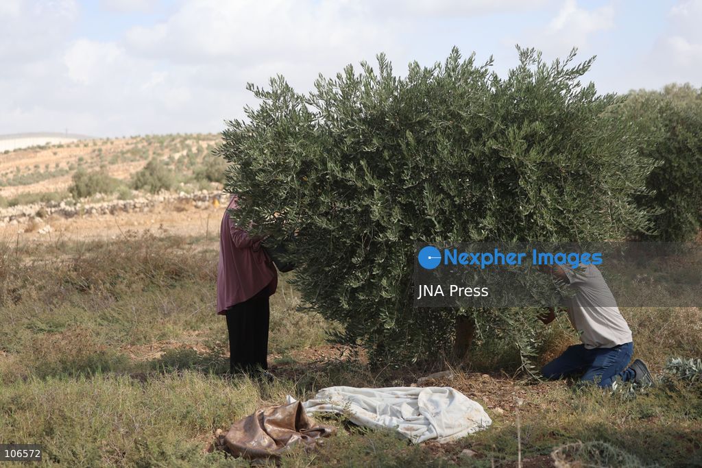 BEIT AWWA, PALESTINE, OCTOBER 15, 2026: Palestinian farmers harvest olives near the Israeli-built separation wall in Beit Awwa, southwest of Hebron in the occupied West Bank, during the annual olive harvest season. Photo by Mosab Shawer / JNA Press. (Photo by Mosab shawer/JNA Press via Nexpher Images)