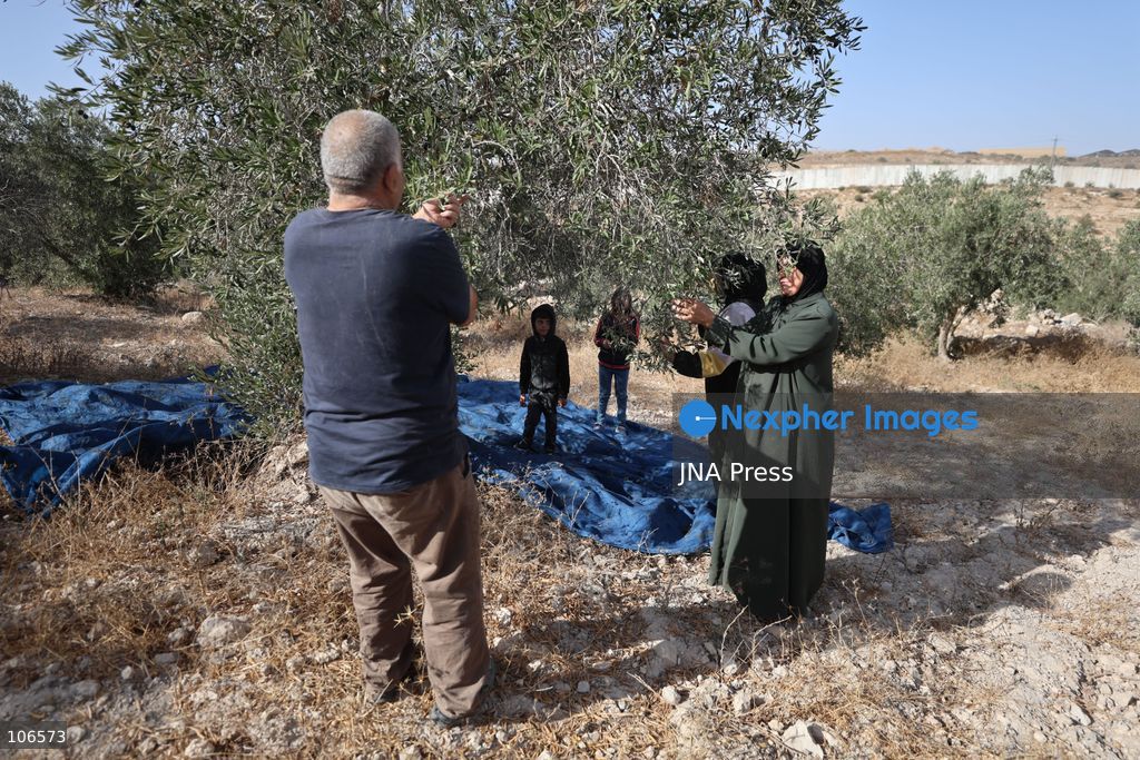BEIT AWWA, PALESTINE, OCTOBER 15, 2026: Palestinian farmers harvest olives near the Israeli-built separation wall in Beit Awwa, southwest of Hebron in the occupied West Bank, during the annual olive harvest season. Photo by Mosab Shawer / JNA Press. (Photo by Mosab shawer/JNA Press via Nexpher Images)