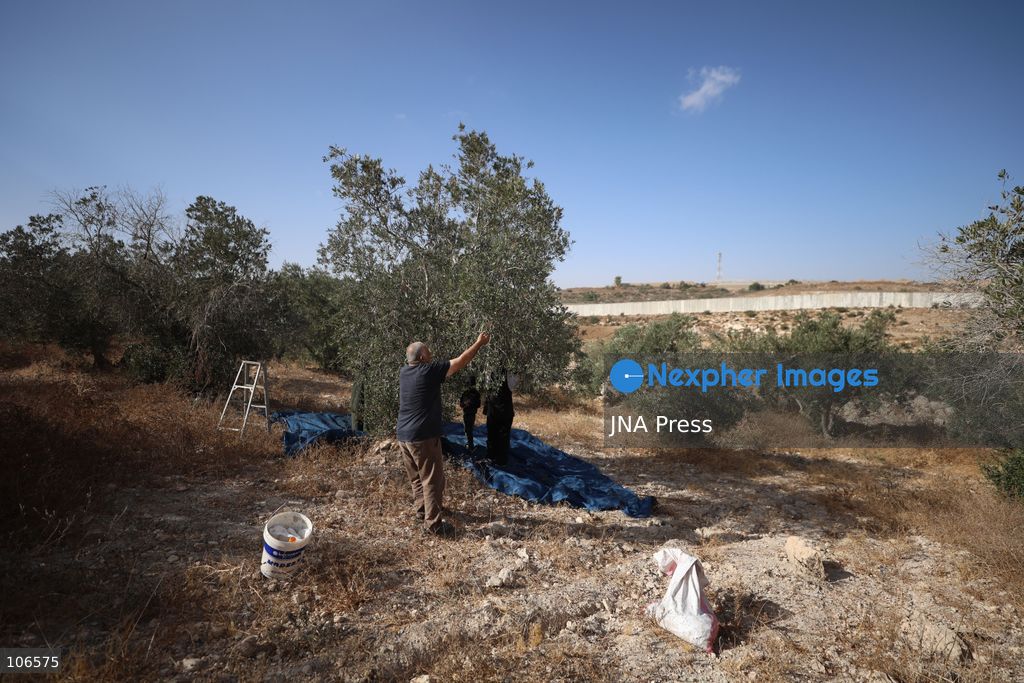 BEIT AWWA, PALESTINE, OCTOBER 15, 2026: Palestinian farmers harvest olives near the Israeli-built separation wall in Beit Awwa, southwest of Hebron in the occupied West Bank, during the annual olive harvest season. Photo by Mosab Shawer / JNA Press. (Photo by Mosab shawer/JNA Press via Nexpher Images)