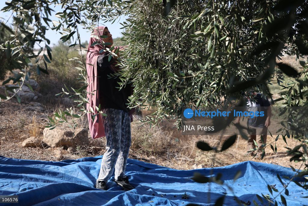 BEIT AWWA, PALESTINE, OCTOBER 15, 2026: Palestinian farmers harvest olives near the Israeli-built separation wall in Beit Awwa, southwest of Hebron in the occupied West Bank, during the annual olive harvest season. Photo by Mosab Shawer / JNA Press. (Photo by Mosab shawer/JNA Press via Nexpher Images)