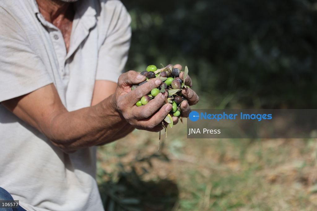 BEIT AWWA, PALESTINE, OCTOBER 15, 2026: Palestinian farmers harvest olives near the Israeli-built separation wall in Beit Awwa, southwest of Hebron in the occupied West Bank, during the annual olive harvest season. Photo by Mosab Shawer / JNA Press. (Photo by Mosab shawer/JNA Press via Nexpher Images)