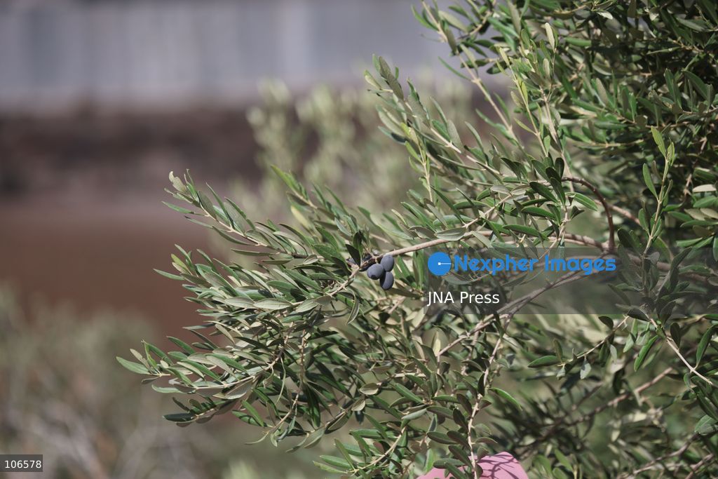 BEIT AWWA, PALESTINE, OCTOBER 15, 2026: Palestinian farmers harvest olives near the Israeli-built separation wall in Beit Awwa, southwest of Hebron in the occupied West Bank, during the annual olive harvest season. Photo by Mosab Shawer / JNA Press. (Photo by Mosab shawer/JNA Press via Nexpher Images)