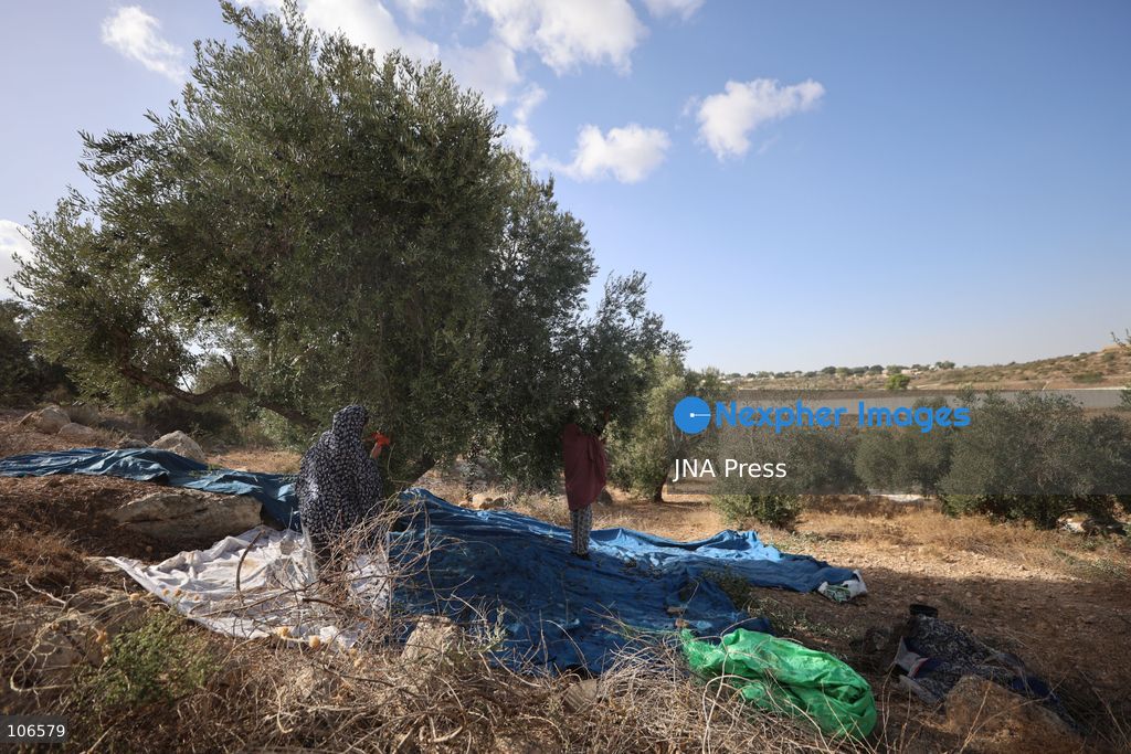 BEIT AWWA, PALESTINE, OCTOBER 15, 2026: Palestinian farmers harvest olives near the Israeli-built separation wall in Beit Awwa, southwest of Hebron in the occupied West Bank, during the annual olive harvest season. Photo by Mosab Shawer / JNA Press. (Photo by Mosab shawer/JNA Press via Nexpher Images)