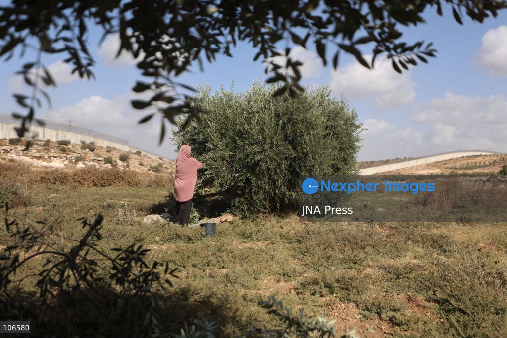BEIT AWWA, PALESTINE, OCTOBER 15, 2026: Palestinian farmers harvest olives near the Israeli-built separation wall in Beit Awwa, southwest of Hebron in the occupied West Bank, during the annual olive harvest season. Photo by Mosab Shawer / JNA Press. (Photo by Mosab shawer/JNA Press via Nexpher Images)