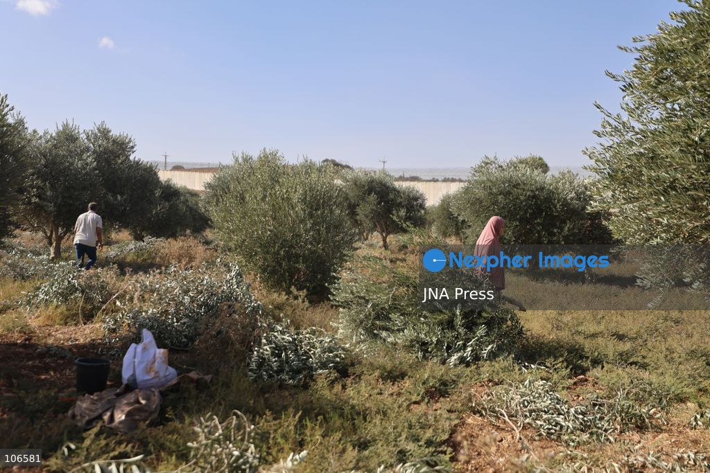 BEIT AWWA, PALESTINE, OCTOBER 15, 2026: Palestinian farmers harvest olives near the Israeli-built separation wall in Beit Awwa, southwest of Hebron in the occupied West Bank, during the annual olive harvest season. Photo by Mosab Shawer / JNA Press. (Photo by Mosab shawer/JNA Press via Nexpher Images)