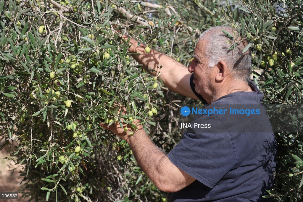 BEIT AWWA, PALESTINE, OCTOBER 15, 2026: Palestinian farmers harvest olives near the Israeli-built separation wall in Beit Awwa, southwest of Hebron in the occupied West Bank, during the annual olive harvest season. Photo by Mosab Shawer / JNA Press. (Photo by Mosab shawer/JNA Press via Nexpher Images)