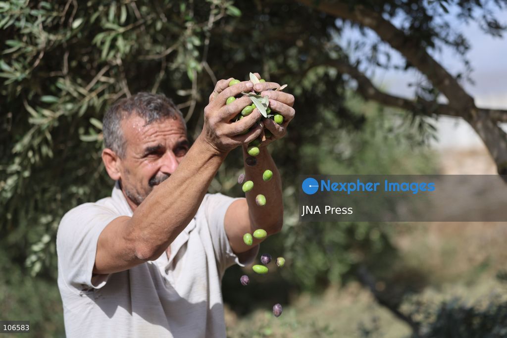 BEIT AWWA, PALESTINE, OCTOBER 15, 2026: Palestinian farmers harvest olives near the Israeli-built separation wall in Beit Awwa, southwest of Hebron in the occupied West Bank, during the annual olive harvest season. Photo by Mosab Shawer / JNA Press. (Photo by Mosab shawer/JNA Press via Nexpher Images)